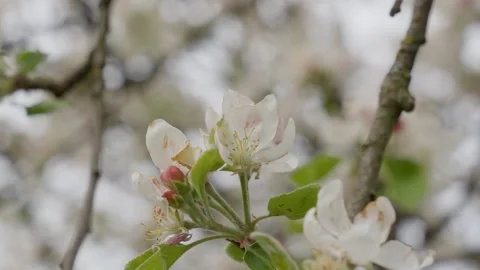 Bee pollinating apple blossom close up for spring nature concept with flowering Vídeo Stock 337042225