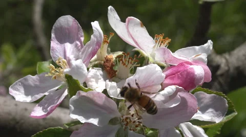 Bee pollinating apple blossoms 4K Stock Footage 42340429