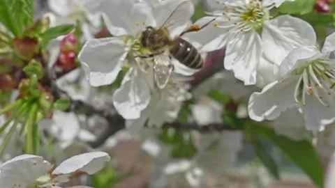 Bee pollinating apple blossoms Stock Footage 274134000
