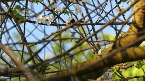Bee pollinating apple tree sunny day Stock Footage 77238780