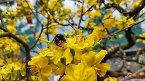 Bee Pollinating Apricot Flowers Spring Stock Footage 305273803