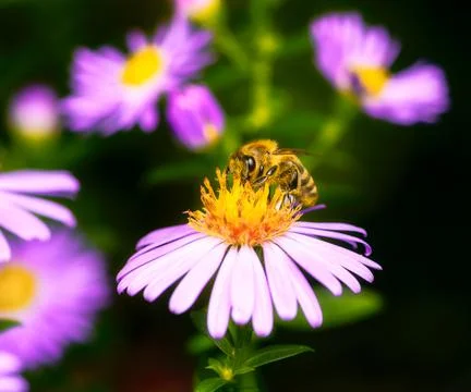 Bee pollinating on an aster flower Stock Photos