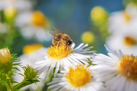 Bee pollinating on an aster flower Stock Photos