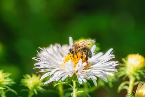 Bee pollinating on an aster flower Stock Photos