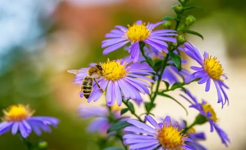 Bee pollinating on an aster flower Stock Photos