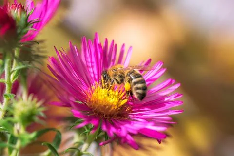 Bee pollinating on an aster flower Stock Photos