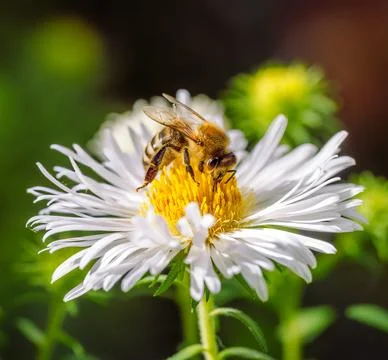 Bee pollinating on an aster flower Stock Photos