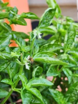 Bee Pollinating Basil Flower Foto stock