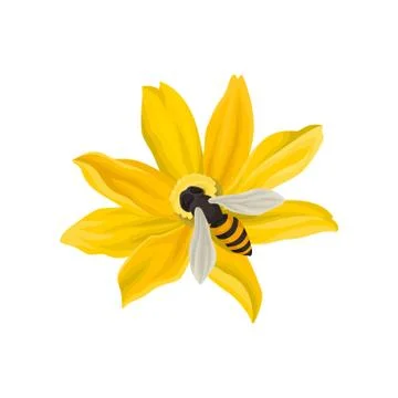 Bee pollinating beautiful flower. Flying insect with black-and-yellow body. Flat Stock Illustration