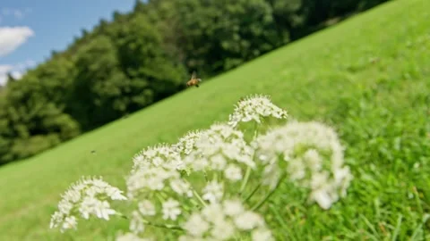 Bee Pollinating Beautiful Flowers in a Lush and Green Vibrant Field of Growth Stock Footage 285515464
