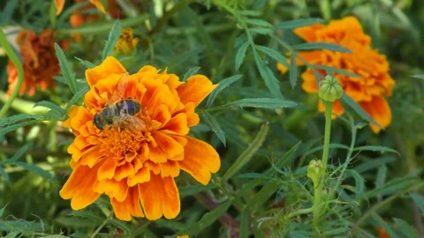 Bee pollinating a beautiful marigold flower Stock Footage 139491148