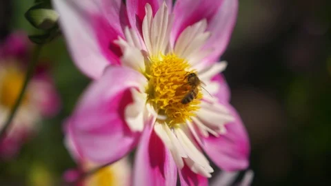 Bee pollinating a beautiful mauve and yellow Dahlia. Stock Footage 87712921
