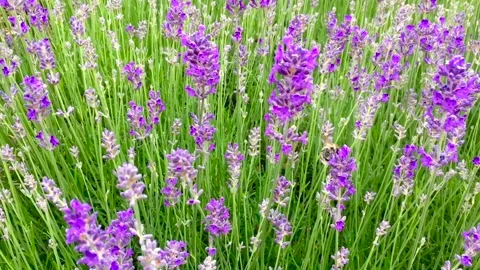 Bee pollinating beautiful violet lavender flowers Stock Footage 132339859
