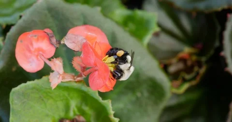 A bee pollinating a Begonia flower Stock Footage 93915545