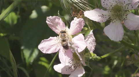 Bee Pollinating Blackberry Blossoms Stock Footage 64029252