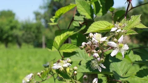 Bee pollinating blackberry flower in bloom Stock Footage 124697123