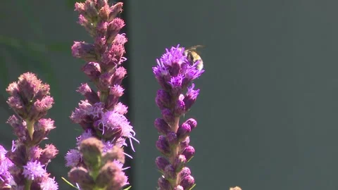 Bee Pollinating Blazing Star Flower at Park Stock Footage 247267716