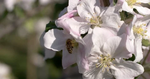 Bee is pollinating blooming apple trees with pink blossom Vídeo Stock 106984590