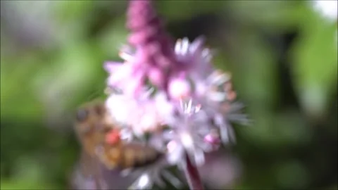 Bee pollinating a blooming flower. Stock Footage 131767606