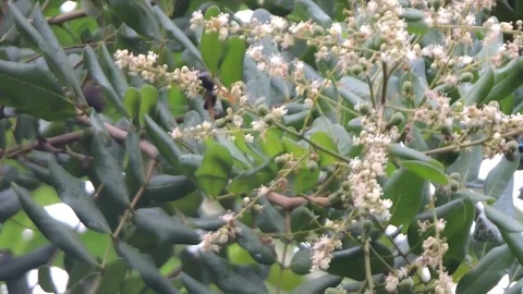 Bee Pollinating Blooming Longan Tree Flowers Stock Footage 304257659