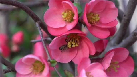 Bee pollinating blooming red flowers. Stock Footage 132628702