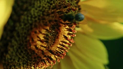 Bee Pollinating Blooming Sunflower Head Macro Close Up Stock Footage 342322626