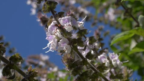 Bee Pollinating A Blooming Sweet Basil Plant - Close Up Video stock 331036676