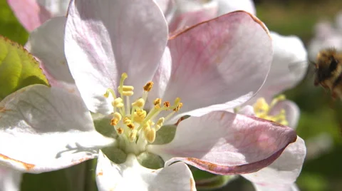 Bee pollinating blossom Stock Footage