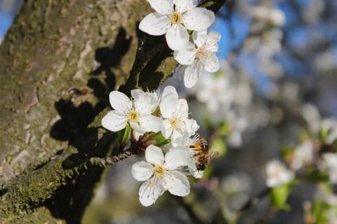 Bee Pollinating Blossom Tree Close Up Stock Photos