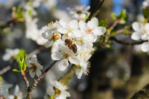 Bee Pollinating Blossom Tree Spring Close Up Stock Photos