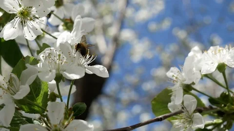 Bee pollinating blossoming flower Video stock 100848618