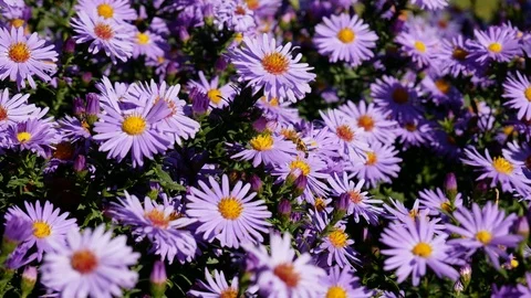 Bee pollinating blossoming flower Stock Footage 100848653