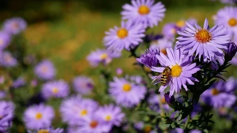 Bee pollinating blossoming flower Stock Footage 100848664