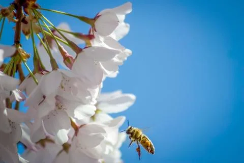 Bee Pollinating Blossoms Stock-Fotos
