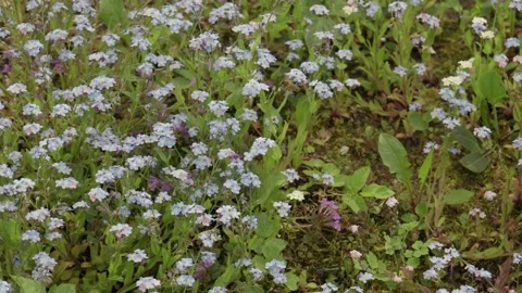 Bee pollinating blue and purple flowers summer meadow Stock Footage 241324954