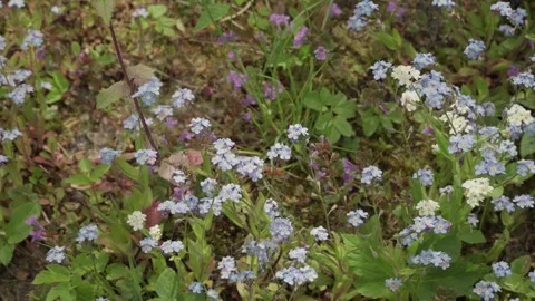 Bee pollinating blue and purple flowers in garden Stock Footage 241324968