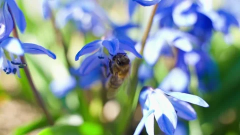 Bee pollinating blue Scilla flowers close-up in slow motion Stock Footage 306270984