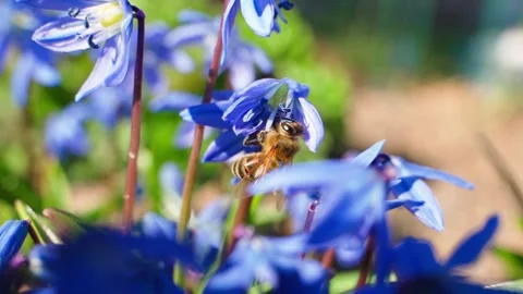Bee pollinating blue scilla flowers, close-up Stock Footage 308929431