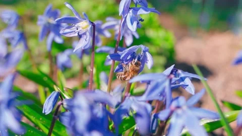 Bee pollinating blue snowdrop close-up, slow motion Stock-Footage 310168852