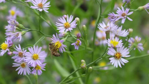 Bee pollinating blue wildflowers close-up Stock Footage 317216697