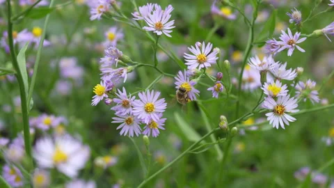 Bee pollinating blue wildflowers close-up Stock Footage 317577451