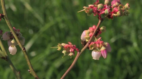 Bee Pollinating Blueberry Plant Stock Footage 7763764