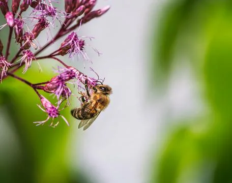 Bee pollinating at a boneset flower Stock Photos