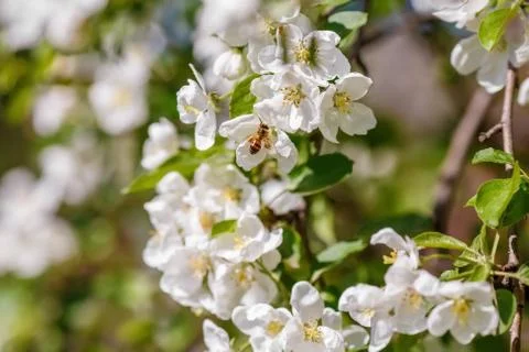 Bee pollinating branch of spring apple tree with white flowers Stock Photos