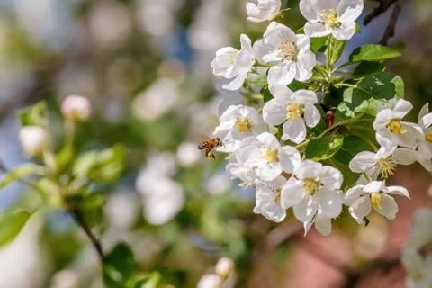 Bee pollinating branch of spring apple tree with white flowers Stock Photos