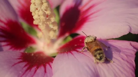 Bee pollinating bright flower Stock Footage 74062377