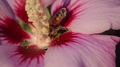 Bee pollinating bright flower Stock Footage 74062398