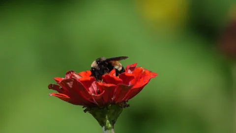 Bee Pollinating a Bright Red Flower Video stock 236491646