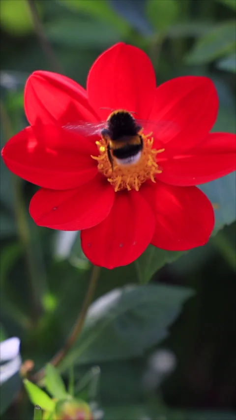 Bee Pollinating Bright Red Flower In Sunlit Garden. Vertical. Stock Footage 294895922