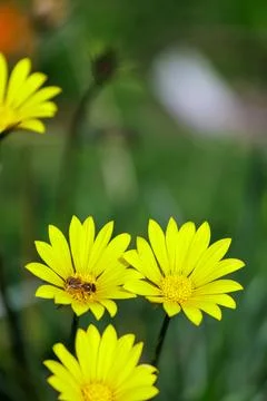 Bee Pollinating Bright Yellow Daisy Flowers Against Soft Green Background 스톡 사진
